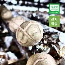 이슬송이버섯 상품버섯 1kg / 500g 산지직송