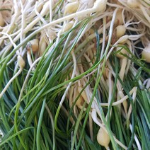 (산지직송) 공룡나라 농산물 경남 사천 국내산 노지 (세척) 달래 1 kg, 1개