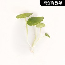 워터머쉬룸 6촉 - (원예수초 전경꾸미기), 단품