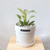 실내공기정화식물 무늬 콩고나무 필로덴드론 버킨 인테리어 화이트 화분 13호