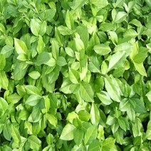 줄사철 덩굴식물 모종 포트묘 1판(30주)