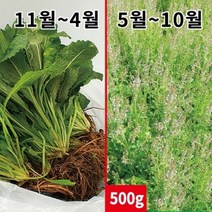 곰보배추생초 500g - 잘키운 국산 생곰보배추