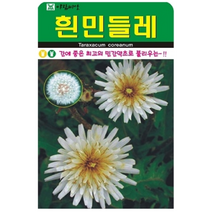 흰민들레 100립국내 토종 종자이며 간에 좋은 약초로 인기최고 100립