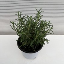 [다은꽃농원]은은한 향기 로즈마리 키우기 중품 로즈메리 허브 키우기쉬운 실내공기정화식물 인테리어