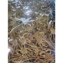 이바다수산 속초 홍게 박달 자숙 대게 스토우크랩 1KG 2KG 3KG, 속초 박달홍게3KG(5~7미)프리미엄형, 1개