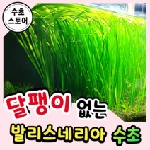 [수초스토어] 검역 발리스네리아 2뿌리 (잎 길이 15~20cm / 구피 새우 어항 수초 쉬운 예쁜 은신처 중경 후경 초보 풍성한 쉬운 은신처 흑사 붉은 무이탄 치어 베타 열대어