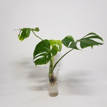 수경식물 프렌즈 몬스테라(M) 2022 새 상품 수경재배식물