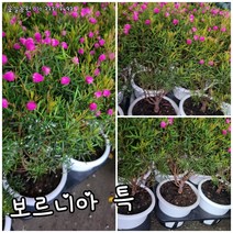 보르니아 외목 꽃길 신상품 랜덤 공기정화식물/미세먼지/공기정화효과 공기정화식물