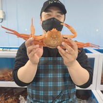[산지직송] 구룡포 자숙 연지 홍게 2kg 3kg 최상급 수율보장 당일발송, 라면용10마리이상