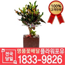 바나나크로톤 개업화분 개업선물 배달 이사 실내공기정화