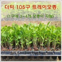 더덕 105구 트레이 모종 판매., <더덕 105구 모종 1판>” class=”wr-img”></a></div>
</p></div>
</p></div>
</p></div>
<div class=