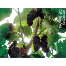 슈퍼 왕오디(뽕)나무 접목1년 특묘 1그루 묘목 나무