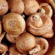 무농약 생 표고버섯 중품 2kg, 단품