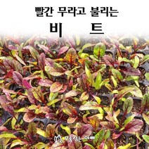 [모종심는아빠] 빨간 무라고 불리는 비트, 모종5개