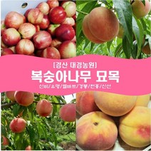 복숭아나무 묘목2년생(접목1년) 경산대경농원 신비/유명/엘바트/경봉/천홍/신선 [각종 묘목/조경수/약용식물 다량보유], 신비, 상묘