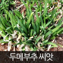 두메부추 씨앗 두매 부추 재래종 토종 종자 씨 100알, 1개