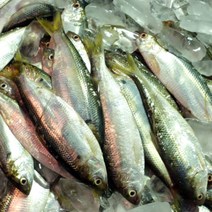 국산 서해안 격포 가을 전어 구이용 1kg 2kg 3kg 4kg 5kg, 02_전어2kg, 1개