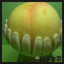 (나무농장) 복숭아나무 천중도(백도) 결실주 분, 1개