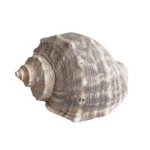 소라껍데기 장식품 - 조개껍질 어항꾸미기, 1개