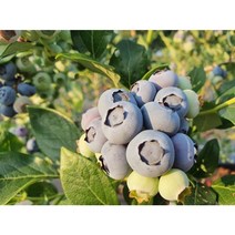 착한가격 광일농원 왕블루베리 4년생 묘목 2주 과수 유실수 과일나무 재배하기