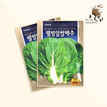 웰빙잎쌈배추 500립 미래종묘 잎채소류 씨앗