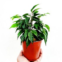 꽃나무팜 벤자민 업사이즈 묘목 고무나무 실내공기정화식물 관엽식물 플랜테리어 집에서키우는나무