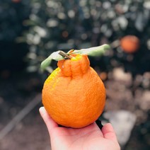 제주 한라봉 3kg 5kg 10kg 노지 제주도 가정용 선물용 제철 택배, 한라봉 상품 10kg 중소과