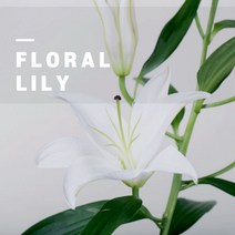 [아로마티끄] 플로럴 릴리 프래그런스 오일 백합향 (코스메틱등급 스페인산 향료 원액) 석고 방향제 디퓨저 만들기 향수 DIY 캔들 재료 원료-, 60ml (50ml+10ml 더)
