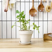 1+1 이태리파슬리 키친허브 화분 세트 딜 바질 파슬리 텃밭 허브 키우기, H27.이태리파슬리, H08.타임