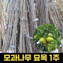 모과나무묘목 1주 과일나무 모과나무, 1개