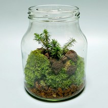 뱀톱 테라리움 키트/BOM제주식물이끼5종세트 DIY 재료만들기