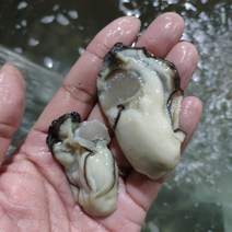 [굴철철] 싱싱 당일출하, 1개, 생굴3kg대굴(4인분)