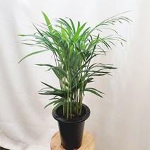 [하늘꽃농원] 아레카야자 분치 공기정화식물
