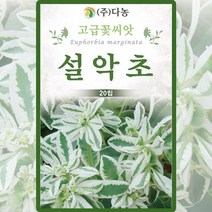 설악초 씨앗 설악초 씨 종자 20립