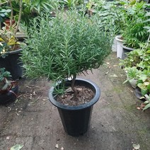 외목대 로즈마리 최상급, 1개