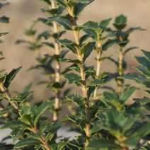 중형 구골목서 미니 은목서 호랑가시 나무 묘목 야생화 분재