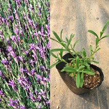 금산묘목나라 잉글리쉬라벤더 엘레강스 퍼플 여름꽃 4치 포트 10개 들꽃 야생화