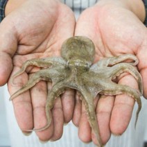 활 쭈꾸미 생물 제철 서해안 주꾸미 1kg 10-15미, 활 쭈꾸미1kg