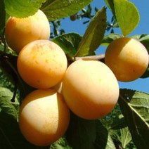 묘목/자두나무 토파즈 /접목 1년 KJ136-1