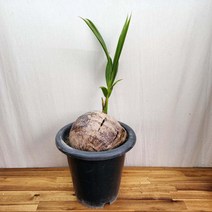 코코넛나무 (코코넛야자나무 야자수), 1개