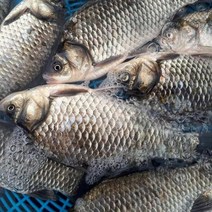 전복마을 자연산 손질 참붕어(급냉)1kg(손질후750g2~3미내외), 단품
