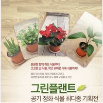 그린플랜트 꽃식물 도만국화 (색상랜덤) 1+1
