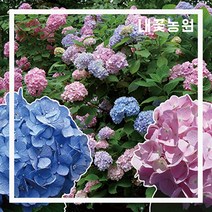 정원수국 엔들레스 썸머 오리지널 5치 포트 (3월 초 모습)