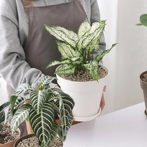 실내인테리어 원형 플라스틱화분 통기성 옥상 상추키우기 정화 물구멍 테라피 정원, 브라운