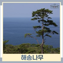 소나무 묘목 해송(흑송) 실생3년생 포트묘 5개