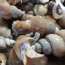 포항 백골뱅이 활 백골뱅이 백골뱅이 생골뱅이 골뱅이 백고동 구룡포, 대1kg, 1개
