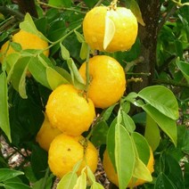 묘목/유주나무 7치화분 결실주 R070, 한라봉 7치화분(결실주)