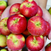햇 꼬마사과 루비에스미니사과 1kg 2kg, 루비에스특상1kg
