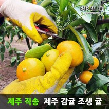 이츠올릿 제주도 고당도 감귤 조생귤 로얄과 5kg 제주 귤 노지 하우스 타이백 밀감