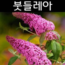 붓들레아(핑크딜라이트) 6치포트 1개/나무 묘목/생울타리/조경용